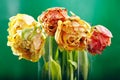 Peony or Finola Double Tulip on Green Background Royalty Free Stock Photo