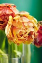 Peony or Finola Double Tulip on Green Background Royalty Free Stock Photo
