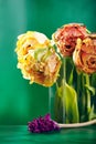 Peony or Finola Double Tulip on Green Background Royalty Free Stock Photo
