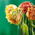 Peony or Finola Double Tulip on Green Background