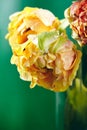 Peony or Finola Double Tulip on Green Background Royalty Free Stock Photo