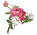 Peony floral composition, five white and pink flowers with greenery. Wedding card decoration. Romantic background.