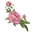 Peony floral composition, three pink flowers with greenery. Wedding card decoration. Romantic background.