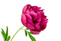 Peony flower