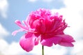 Peony flower