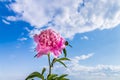 Peony flower against blue sky baackground. Royalty Free Stock Photo