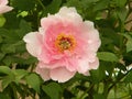 This is a peony flower and also the national flower of China. Royalty Free Stock Photo