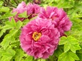 This is a peony flower and also the national flower of China. Royalty Free Stock Photo