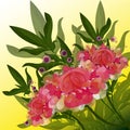 Peony flower