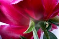 Peony flower back view