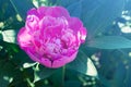 Peony flower on the background of dark green foliage Royalty Free Stock Photo