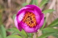 Pink peony wild flower peonies flowers peonie paeonia paeony peon garden wedding yellow bush purple blossom single peonia close up Royalty Free Stock Photo