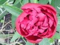 Peony flower