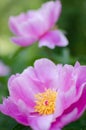 Peony flower Royalty Free Stock Photo