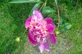 A Peony Flower in Bloom