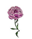 the peony flower blooms in spring or early summer in lilac color with fluffy delicate