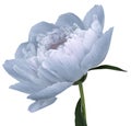 Peony flower blue Flower with green leaves on a stem isolated on white background. No shadows with clipping path. Close-up. Royalty Free Stock Photo