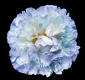 Peony flower blue-white-turquoise on the black isolated background with clipping path. Nature. Closeup no shadows. Royalty Free Stock Photo