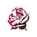 Peony flower bud hand drawing sketch trace imprint stamp border, isolated, white background.