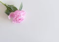 Peony flower bud isolated on white background with copy space for greeting message. Spring flowers. Spring background. Valentine`