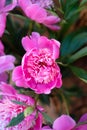 Peony and flower buds surrounded by thick green leaves. A wooden wall in the background