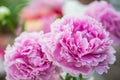 Peony flower