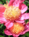 Peony Flower Closeup