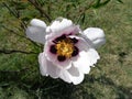 Peony flower - Eutopia Garden - Arad, Romania Royalty Free Stock Photo