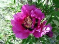 Peony flower - Eutopia Garden - Arad, Romania Royalty Free Stock Photo