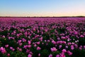 The peony flower fields sunset scenic Royalty Free Stock Photo