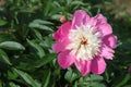 The Peony Flower. Flowering plant Root Mary