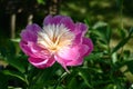 Peony flower. General view. Royalty Free Stock Photo