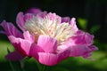 Peony flower on a green background. Royalty Free Stock Photo