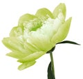 Peony flower green Flower with green leaves on a stem isolated on white background. No shadows with clipping path. Close-up. Royalty Free Stock Photo