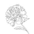 Peony flower head petals stem leaves isolated single object element. Detailed outline sketch drawing.