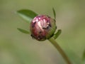 Peony flower infested by ants