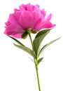 Peony flower Royalty Free Stock Photo