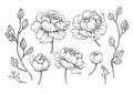 Peony flower and leaves drawing. Vector hand drawn engraved flor Royalty Free Stock Photo