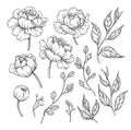 Peony flower and leaves drawing. Vector hand drawn engraved flor