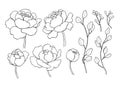 Peony flower and leaves line drawing. Vector hand drawn outline