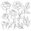 Peony flower and leaves line drawing. Vector hand drawn outline