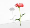 peony flower levitation over white background. copy space. flying japanese peony. holiday selebration concept