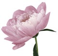 Peony flower light pink Flower with green leaves on a stem isolated on white background. No shadows with clipping path. Close-up. Royalty Free Stock Photo