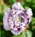 Peony flower in lilac colour