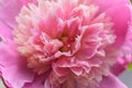 Pinl peony flower.