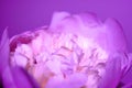 Peony flower. Macrophoto. Floral background Royalty Free Stock Photo