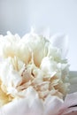 Peony flower. Macrophoto. Floral background Royalty Free Stock Photo