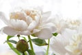 Peony flower. Macrophoto. Floral background Royalty Free Stock Photo