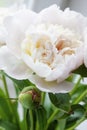 Peony flower. Macrophoto. Floral background Royalty Free Stock Photo