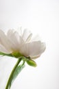 White peony flower. Macrophoto. Floral background Royalty Free Stock Photo